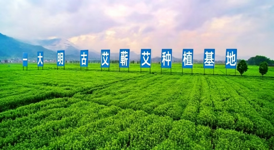 蕲春计划新建3万亩高标准蕲艾基地